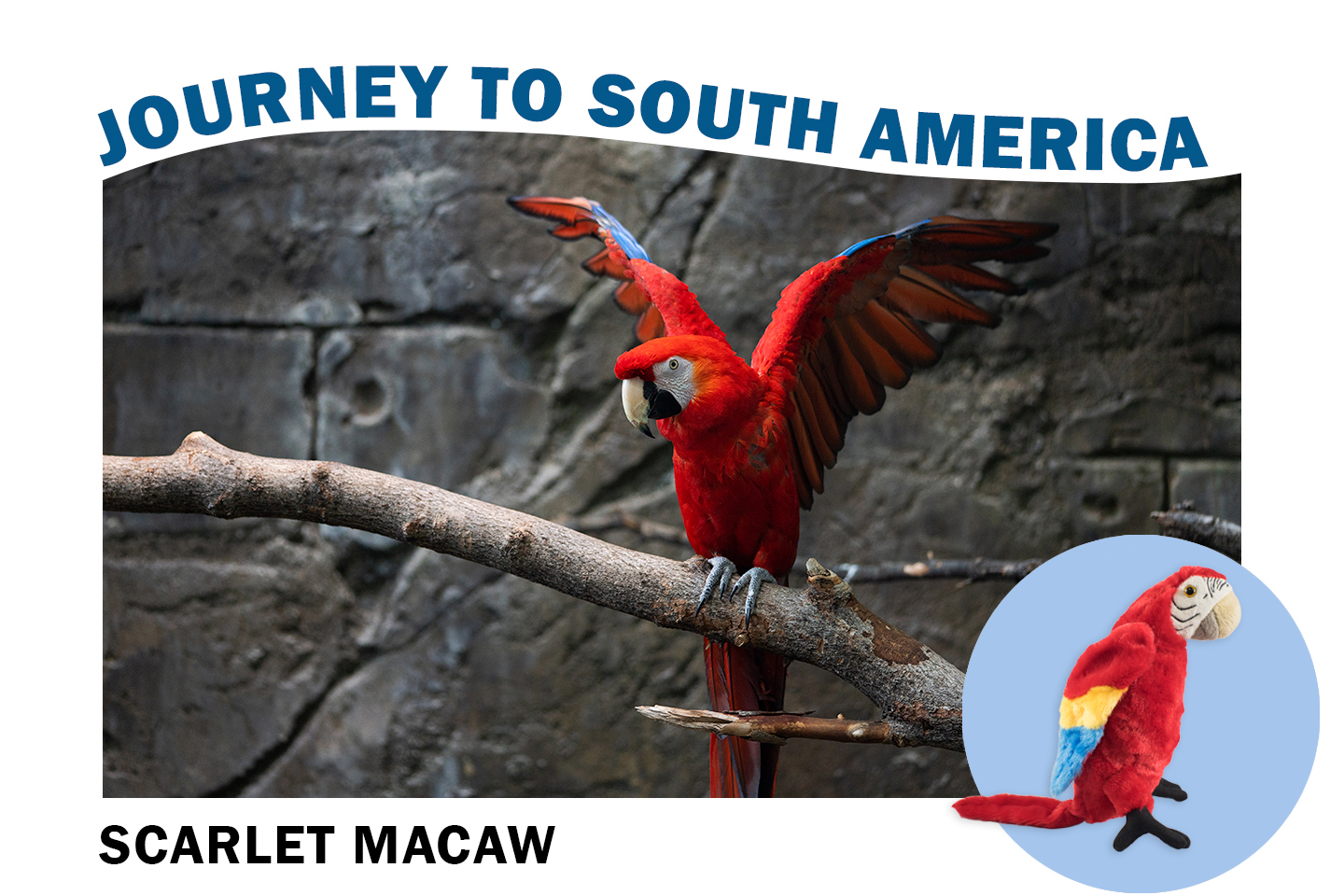 1_aa_jsa-7-macaw