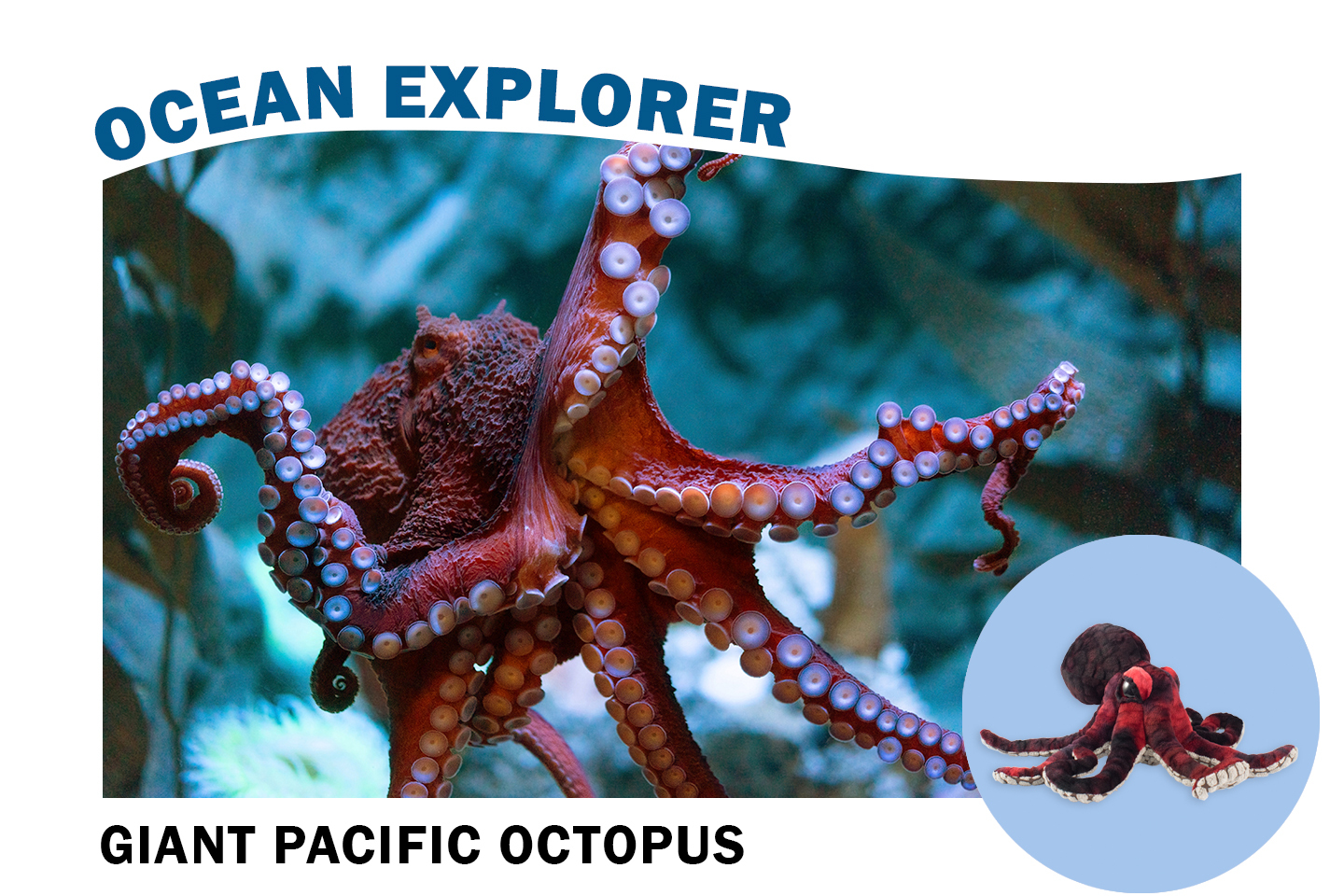 aa_oe-3-giant-pacific-octopus-merged