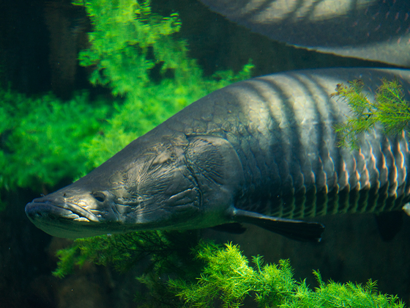 The Arapaima is one of the largest species of freshwater fish. 