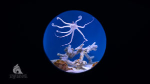 Octopus at the Aquarium