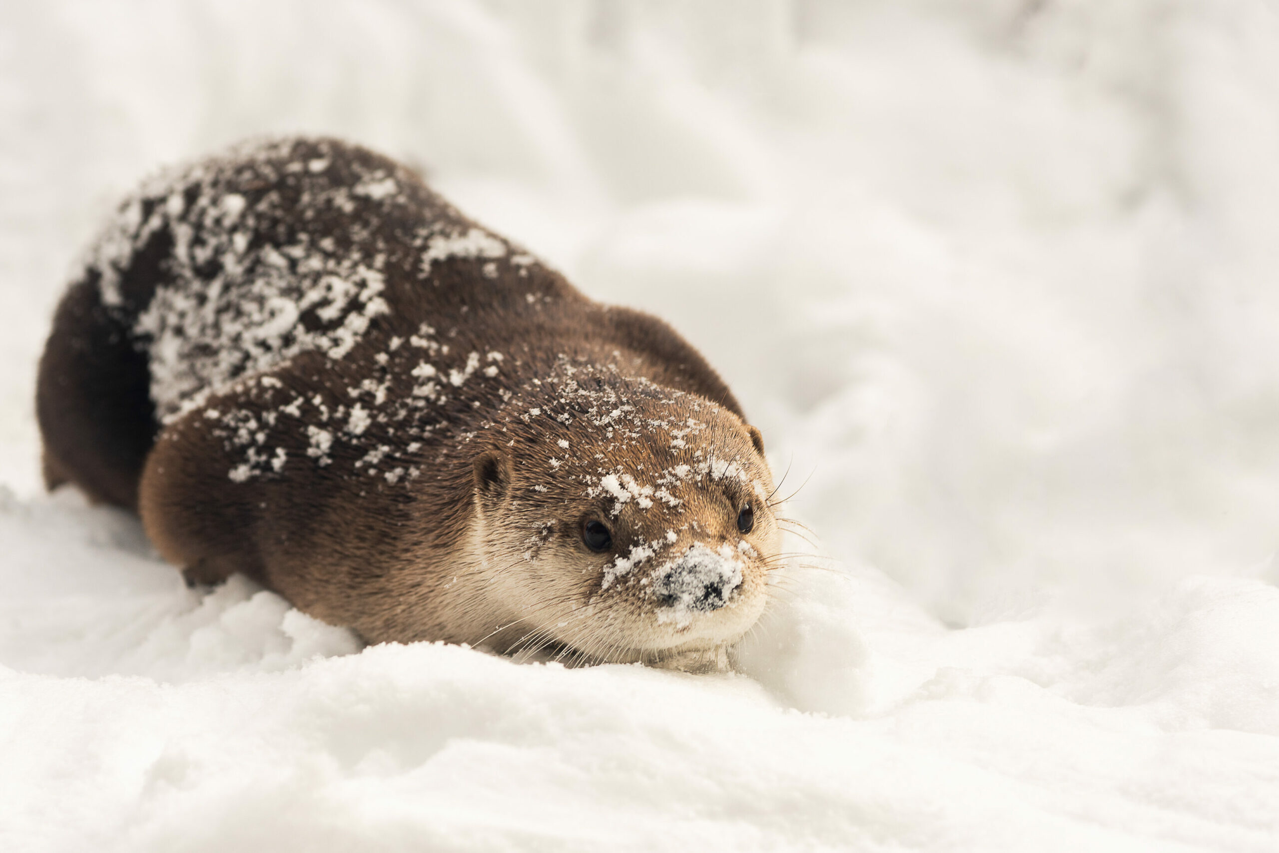 An otter plays in the snow