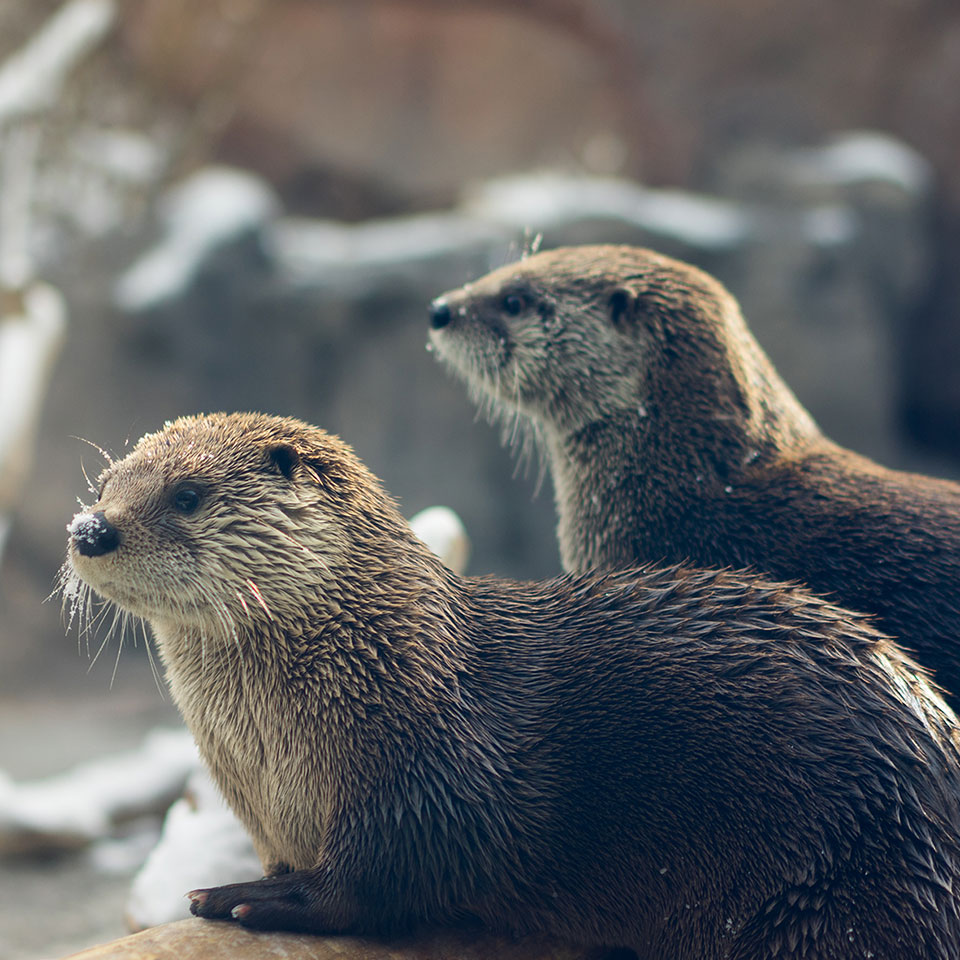 A pair of river otters