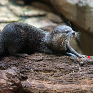 asian small clawed river otter