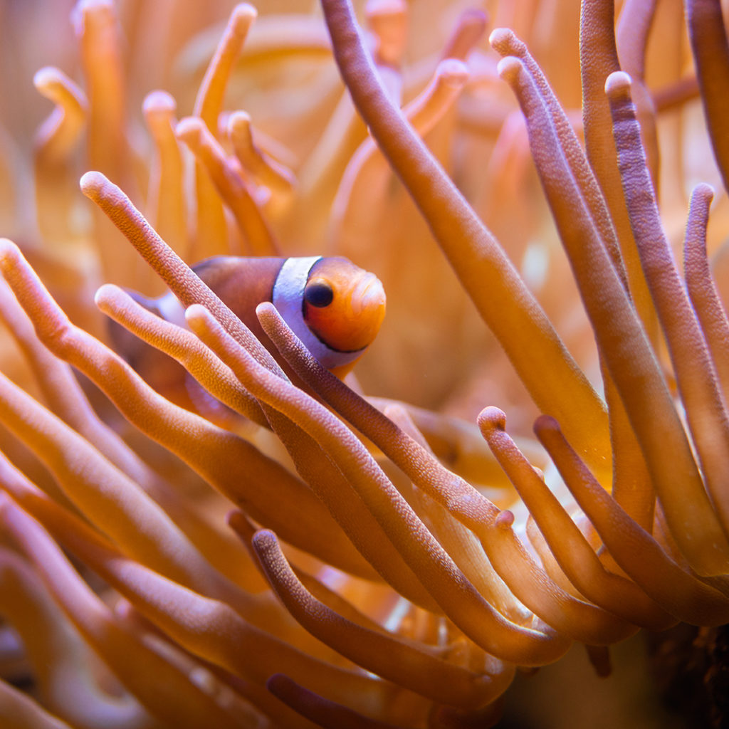 Symbiosis: Fantastic Animal Friendships - The Living Planet Aquarium
