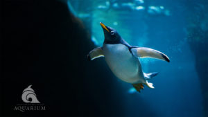 Gentoo penguin at the Aquarium