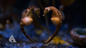 Seahorses in a heart