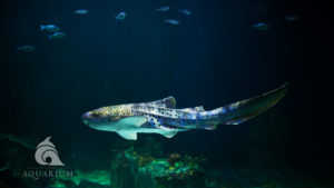 Zebra shark swimming with fish