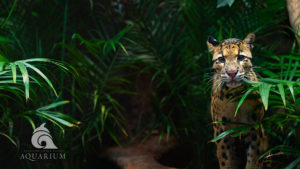 Leopard in Bushes