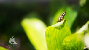 Dart frog sits on a leaf