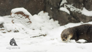 Otter in the Snow Wallpaper