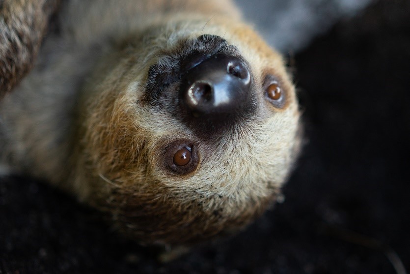 Sloths | Educational Resources | Loveland Living Planet Aquarium
